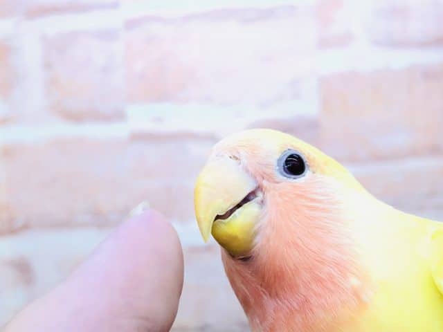 コザクラインコ（小桜インコ）