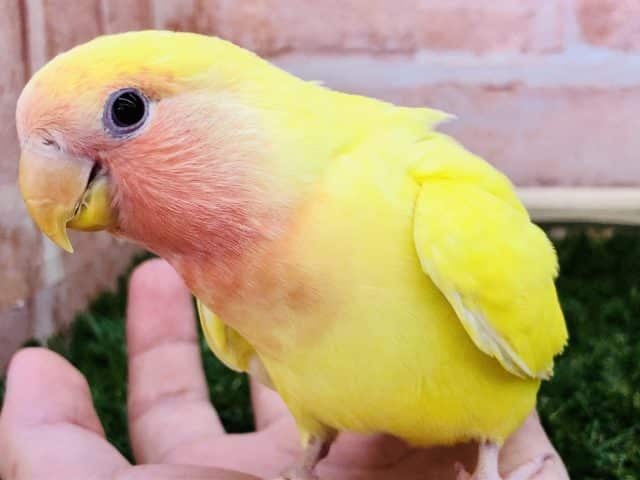 コザクラインコ（小桜インコ）