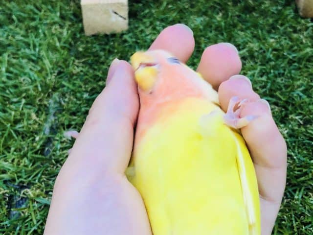 コザクラインコ（小桜インコ）