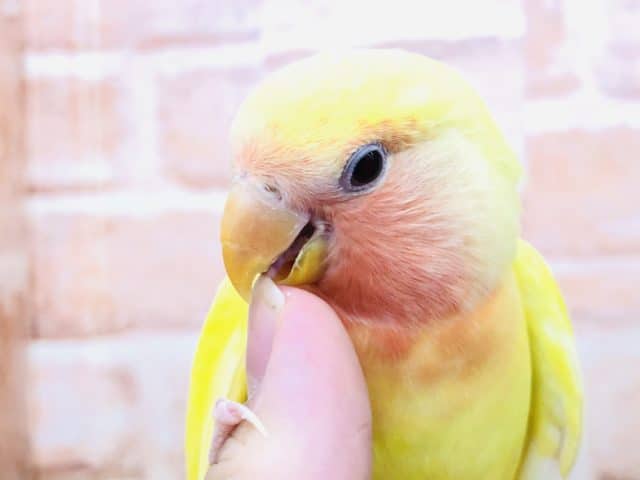 コザクラインコ（小桜インコ）