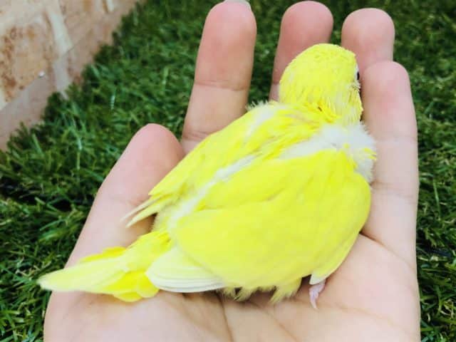 セキセイインコ