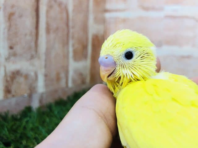 セキセイインコ