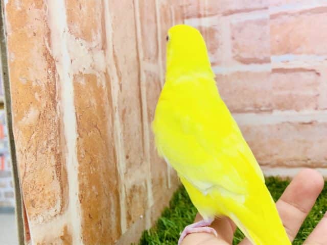 セキセイインコ