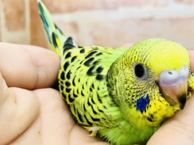 セキセイインコ