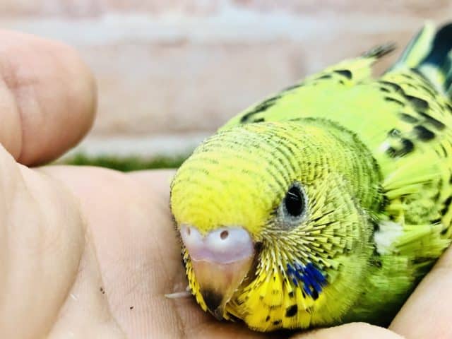 セキセイインコ