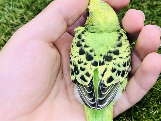 セキセイインコ