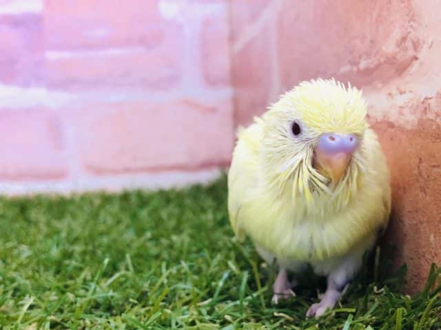 セキセイインコ