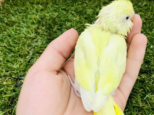 セキセイインコ