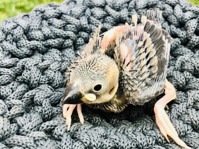 大定番カラー 桜文鳥 R4 10/26撮影 桜文鳥