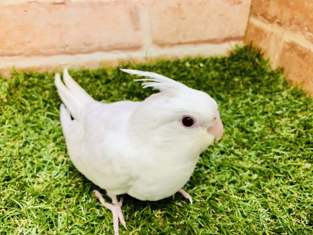 オカメインコ