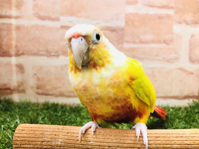 ホオミドリウロコインコ