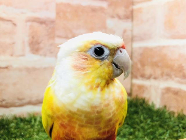 ホオミドリウロコインコ