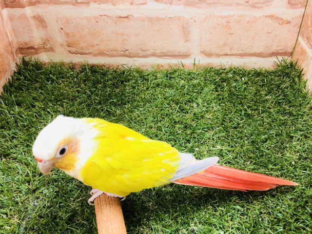 ホオミドリウロコインコ