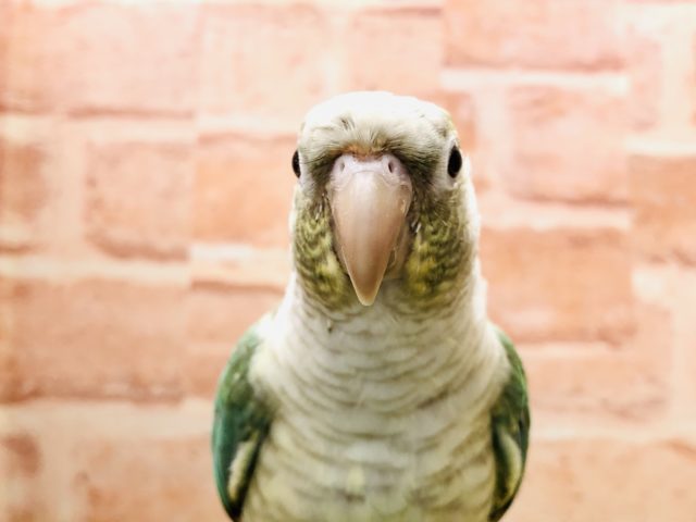 ホオミドリウロコインコ