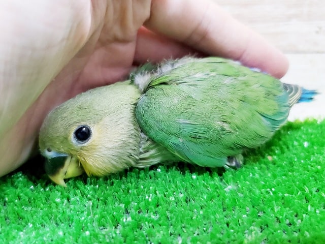 コザクラインコ（小桜インコ）