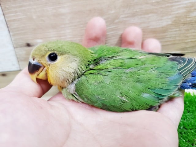 コザクラインコ（小桜インコ）