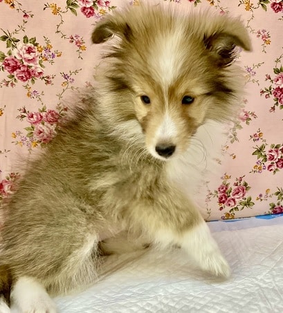 超絶美人さん💗 シェルティの女のコ 2022.10/14撮影 シェットランドシープドッグ(シェルティ)