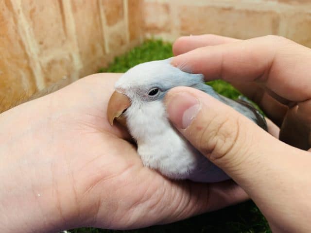 オキナインコ