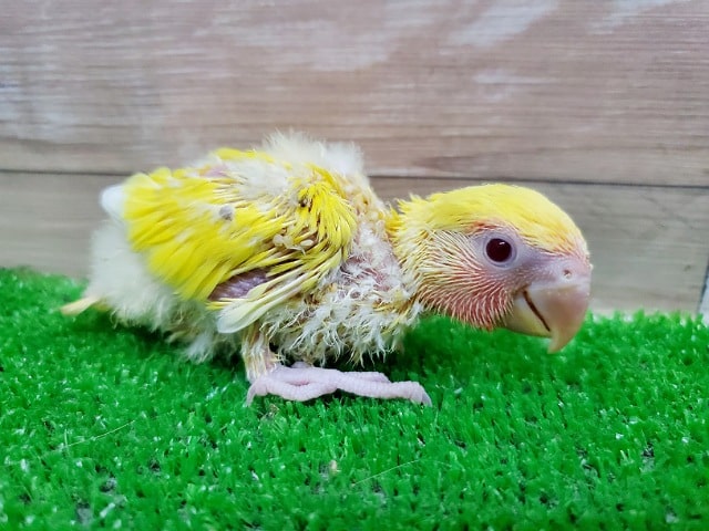 コザクラインコ（小桜インコ）