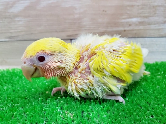 コザクラインコ（小桜インコ）