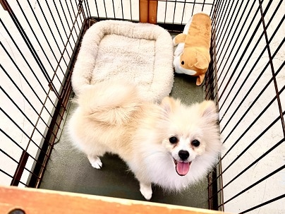 ポメラニアン