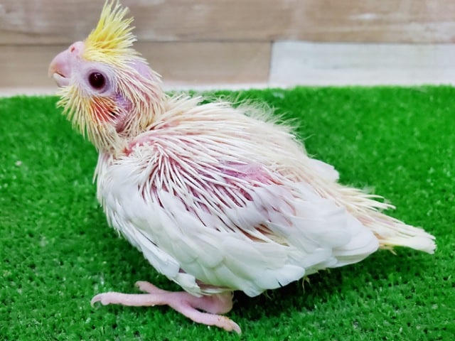 オカメインコ
