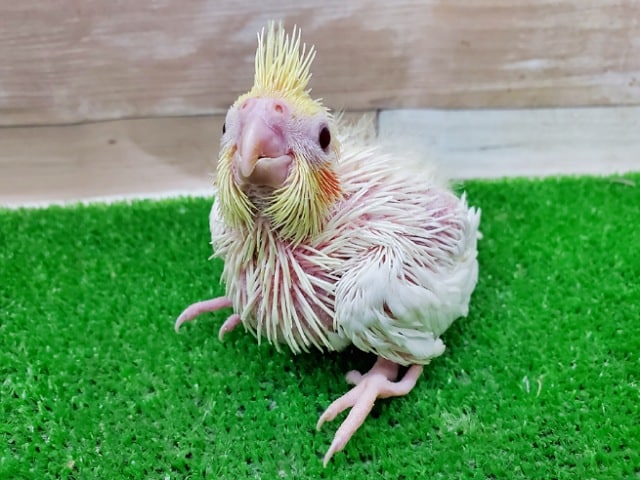 オカメインコ