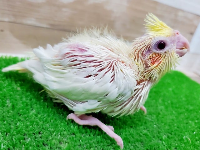 オカメインコ