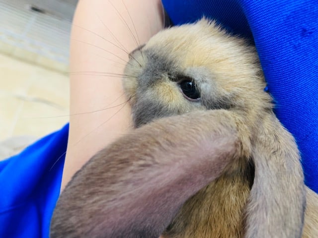 ロップイヤーラビット