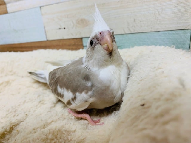 オカメインコ