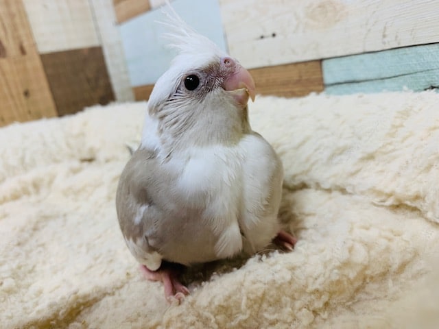 オカメインコ