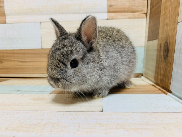 ネザーランドドワーフ