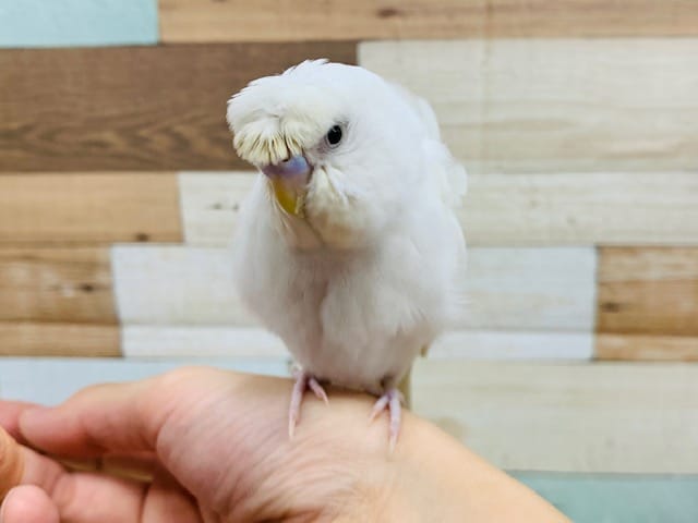羽衣セキセイインコ