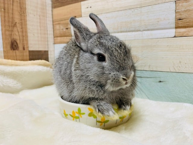 ネザーランドドワーフ