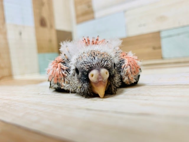アキクサインコ（秋草インコ）