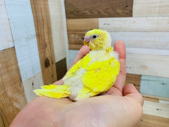 セキセイインコ