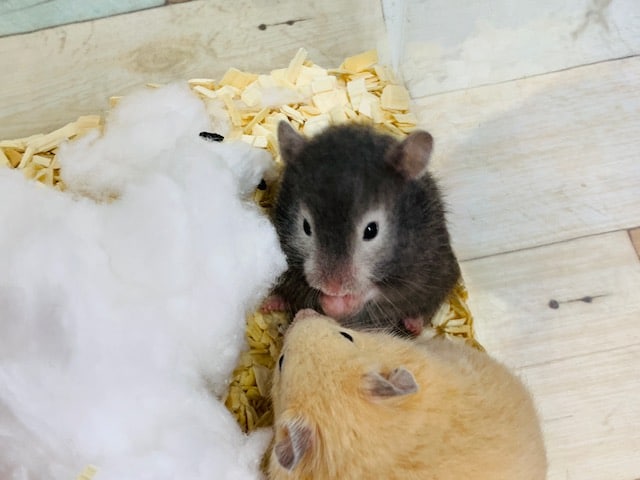 ゴールデンハムスター