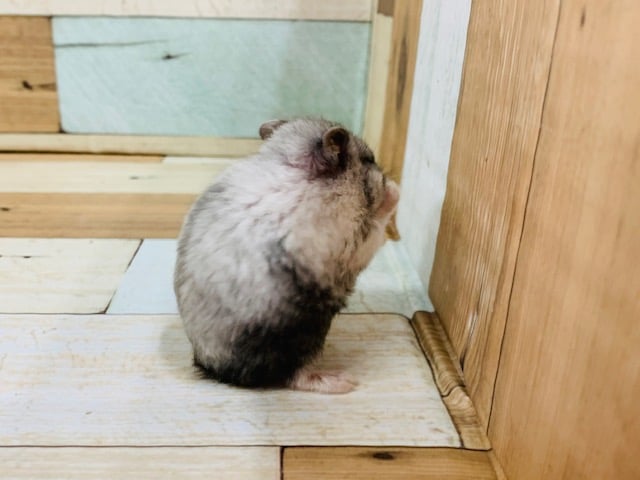 ドワーフハムスターの1種