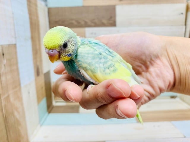 セキセイインコ
