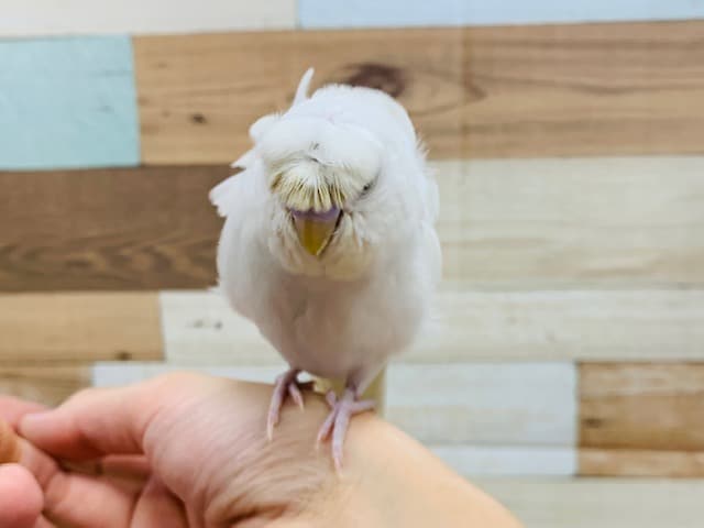 羽衣セキセイインコ