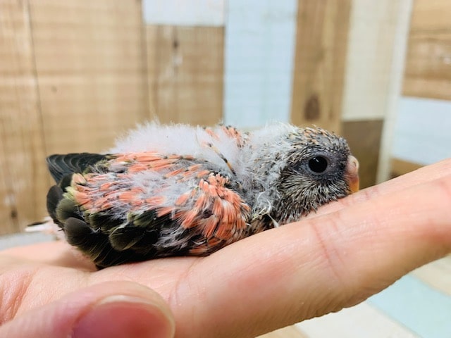 アキクサインコ（秋草インコ）