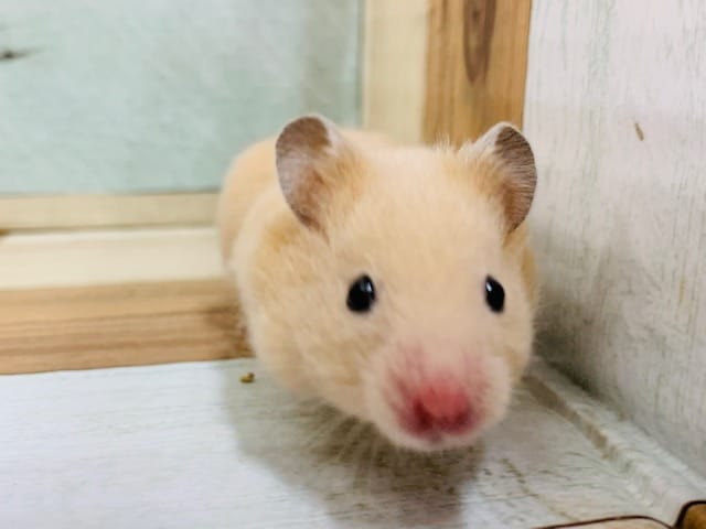 ゴールデンハムスター
