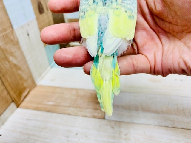 セキセイインコ