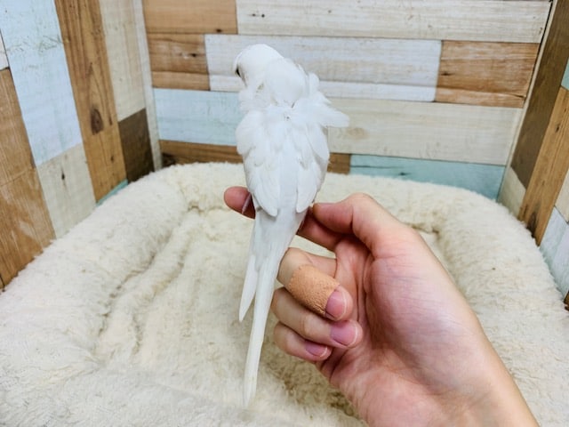 羽衣セキセイインコ