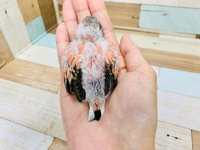 アキクサインコ（秋草インコ）