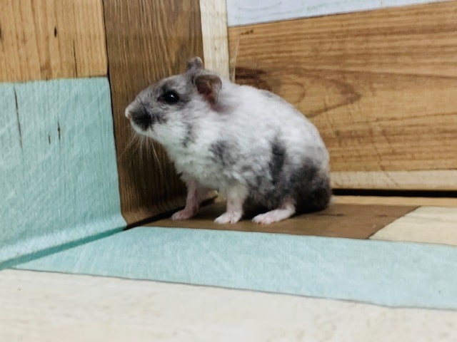 ドワーフハムスターの1種