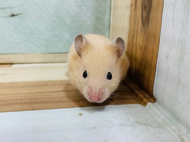 ゴールデンハムスター
