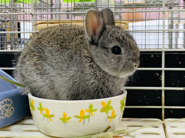 ネザーランドドワーフ