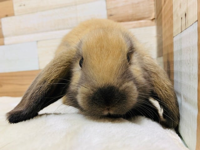 ロップイヤーラビット