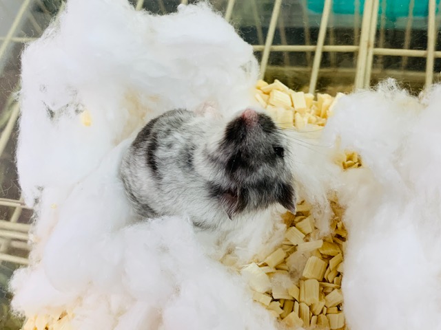 ドワーフハムスターの1種